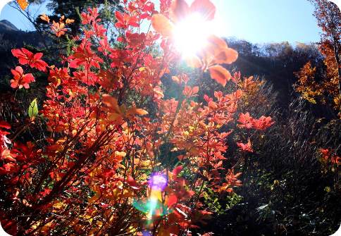 朝日の紅葉