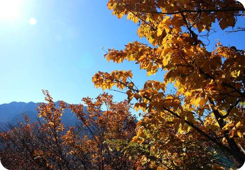 “銀の道”は紅葉まっさかり