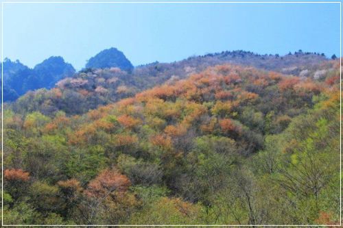 新緑と桜の花